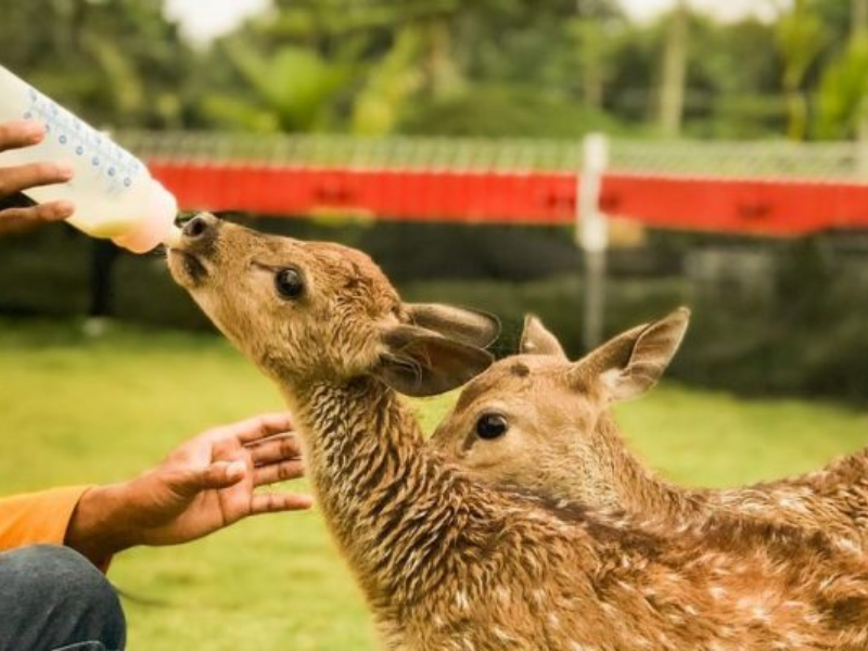 Alamat Lokasi Tempat Wisata Akbar Zoo Banyuwangi dan Harga Tiket Masuk 2022